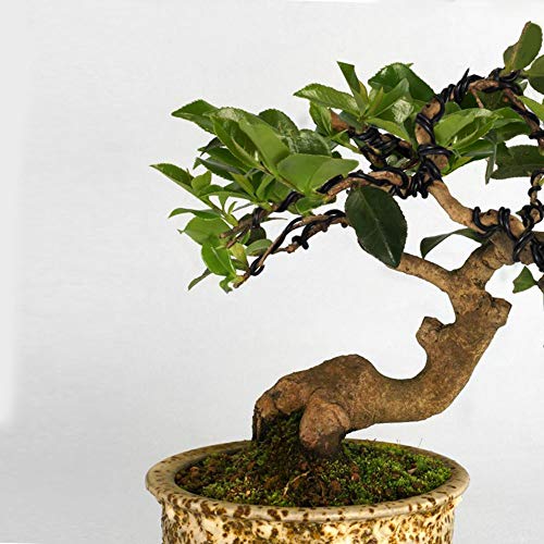 Black Bonsai Training Wire Set - 3 Sizes