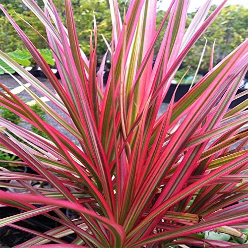 Colorful Madagascar Dragon Tree Live Plant