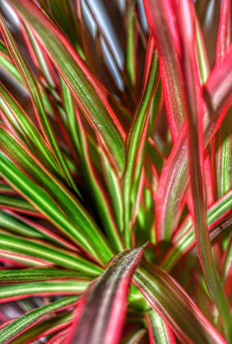 Colorful Madagascar Dragon Tree Live Plant