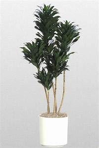 Janet Craig Compacta Cane - 10 Inch Pot