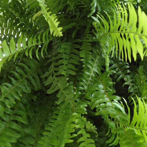 Boston Fern Hanging Basket - 22-26" Wide