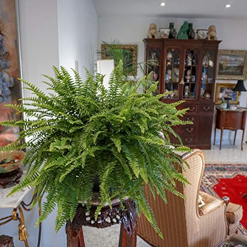Boston Fern Hanging Basket - 22-26" Wide