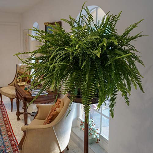 Boston Fern Hanging Basket - 22-26" Wide