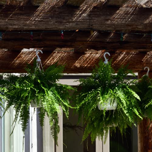 Boston Fern Hanging Basket - 22-26" Wide