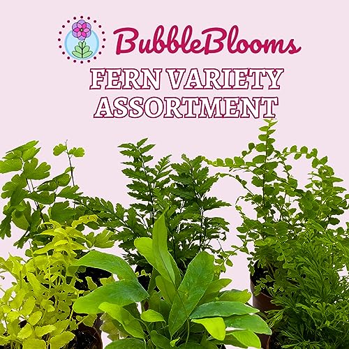 Assorted Fern Plants - 6 Varieties, 2" Pots