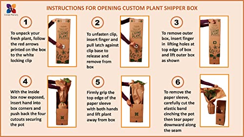 Boston Fern Hanging Basket - 22-26" Wide