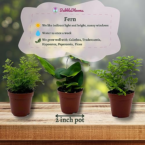 Assorted Fern Plants - 6 Varieties, 2" Pots
