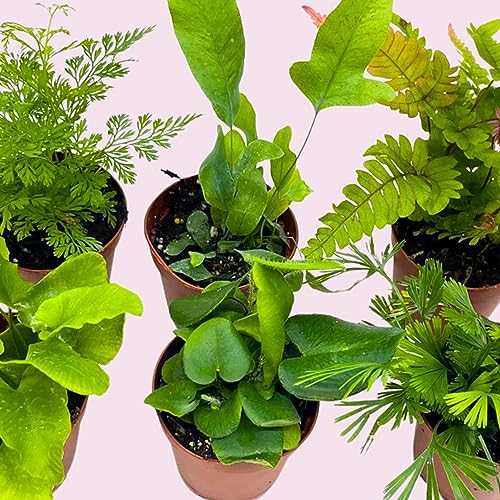 Assorted Fern Plants - 6 Varieties, 2" Pots