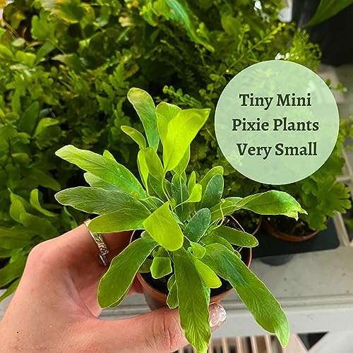 Assorted Fern Plants - 6 Varieties, 2" Pots