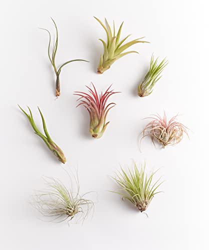 Tropical Bromeliad Collection of Live Plants