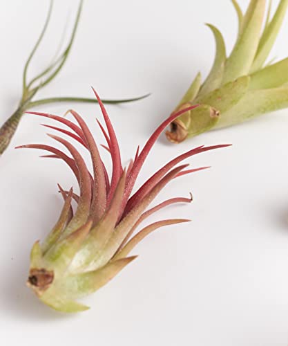 Tropical Bromeliad Collection of Live Plants