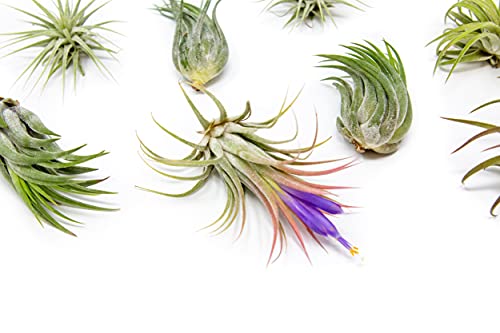 Assorted 12-Pack Ionantha Air Plants - Wholesale & Bulk
