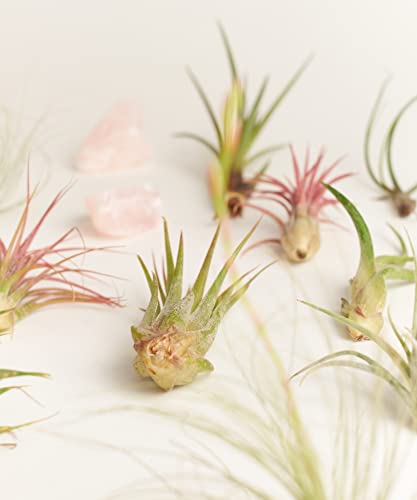 Tropical Bromeliad Collection of Live Plants
