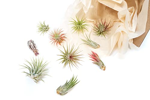 Assorted 12-Pack Ionantha Air Plants - Wholesale & Bulk
