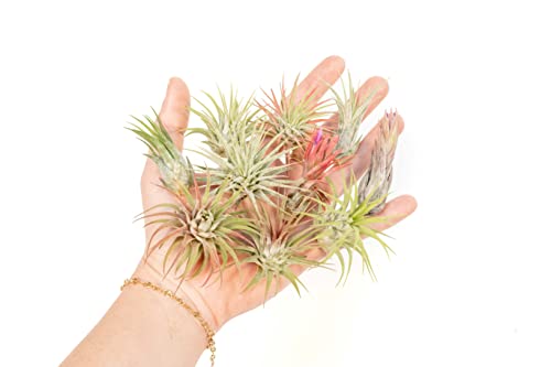 Assorted 12-Pack Ionantha Air Plants - Wholesale & Bulk