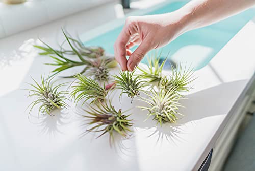 Assorted 12-Pack Ionantha Air Plants - Wholesale & Bulk