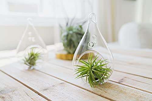 Assorted 12-Pack Ionantha Air Plants - Wholesale & Bulk