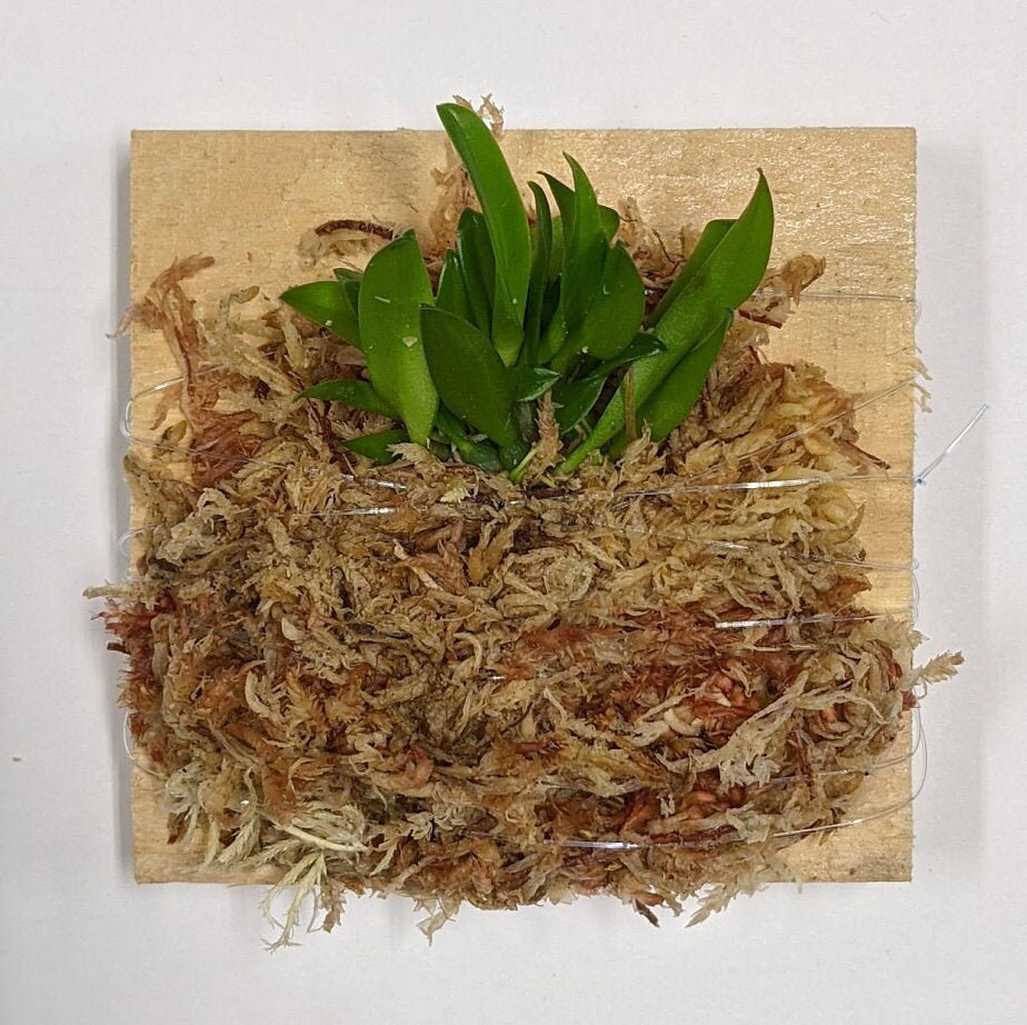Bulbophyllum