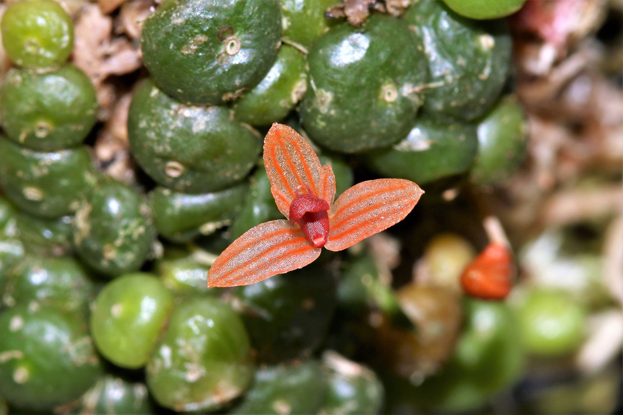 BULBOPHYLLUM MONILIFORME Micro Miniature Orchid Mounted