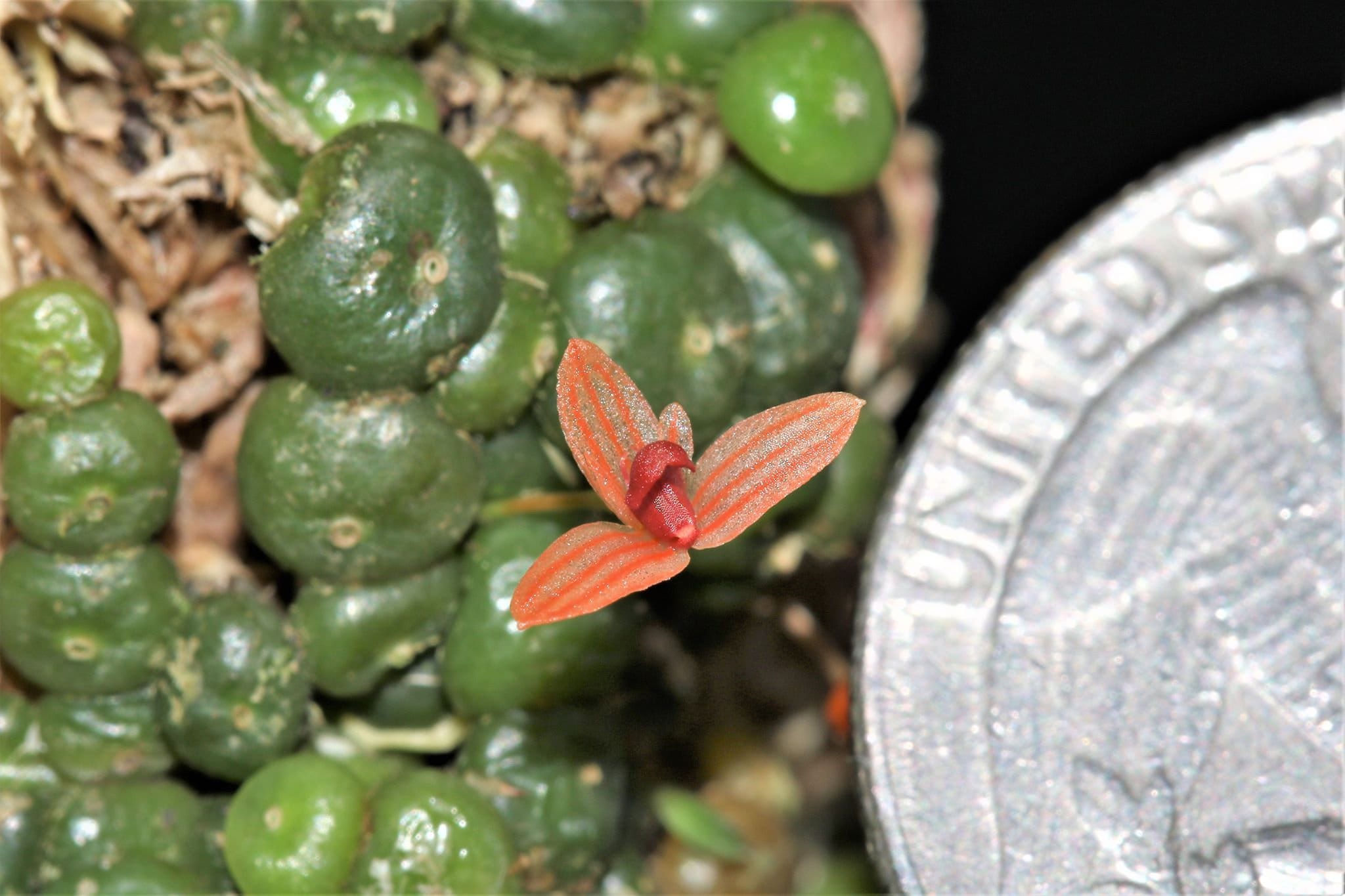 BULBOPHYLLUM MONILIFORME Micro Miniature Orchid Mounted