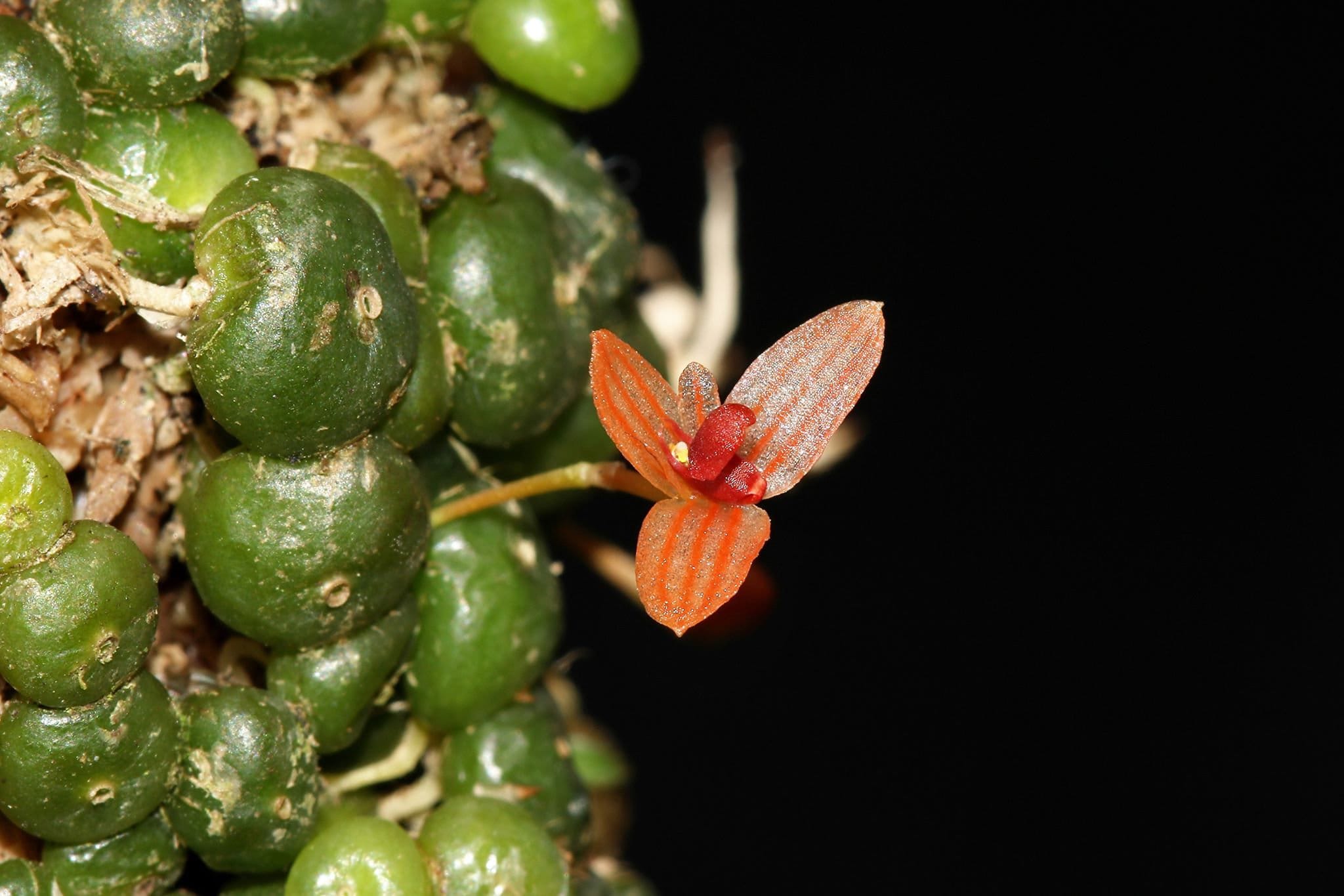 BULBOPHYLLUM MONILIFORME Micro Miniature Orchid Mounted