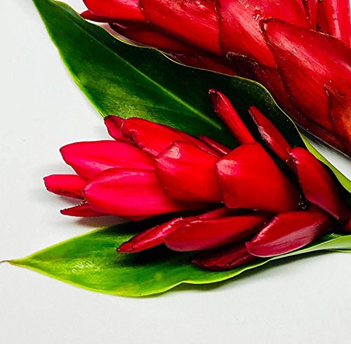 Red Dwarf Ginger Live Plant - Alpinia Purpurata