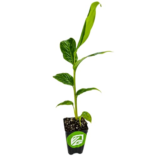 Red Dwarf Ginger Live Plant - Alpinia Purpurata