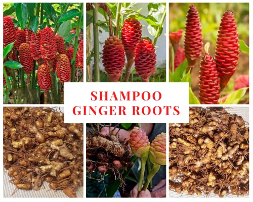 10 Live Shampoo Ginger Rhizomes - Large!