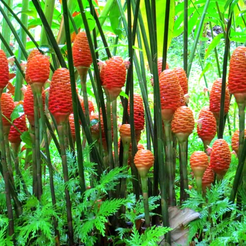 10 Live Shampoo Ginger Rhizomes - Large!
