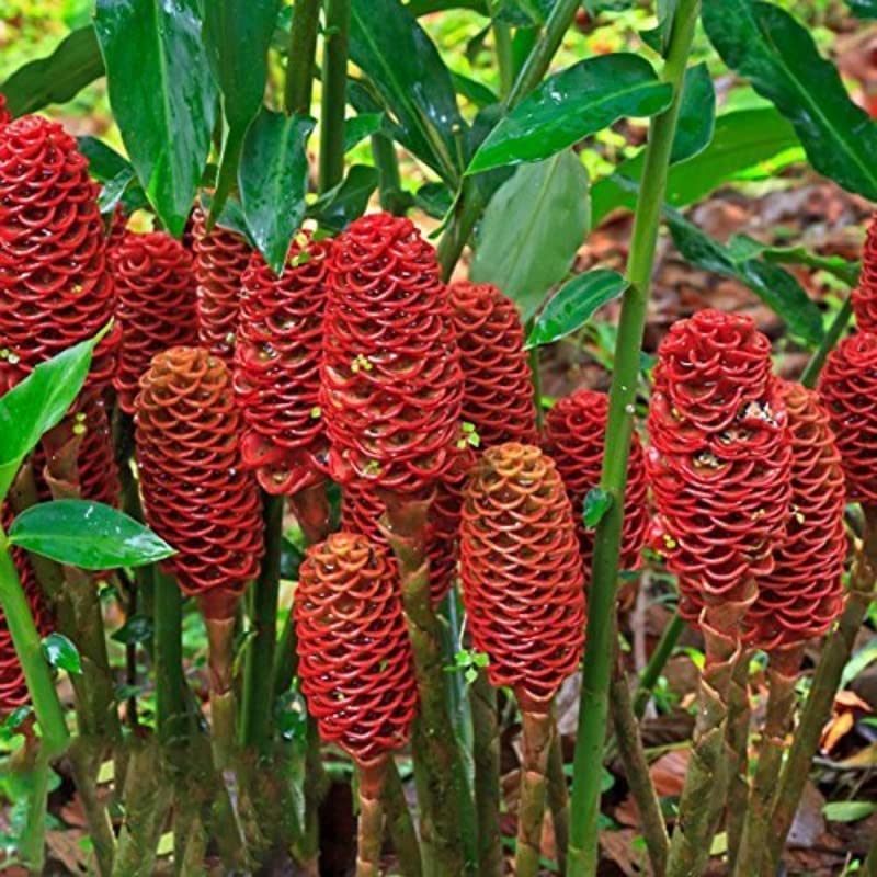 10 Live Shampoo Ginger Rhizomes - Large!