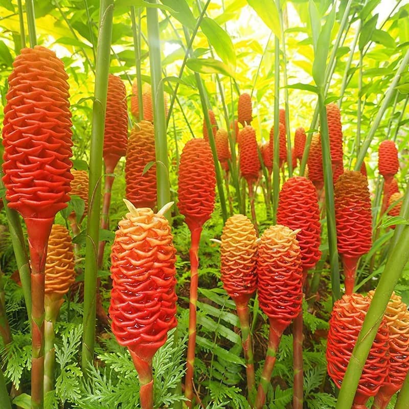 10 Live Shampoo Ginger Rhizomes - Large!