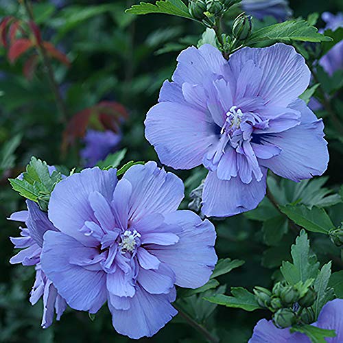 Proven Winner Blue Chiffon Hibiscus, 2 Gal