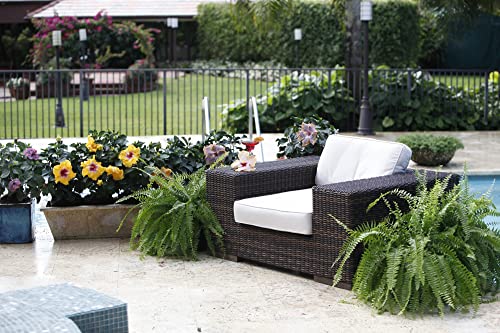 Live 36-Inch Hibiscus Bush, Grower's Choice