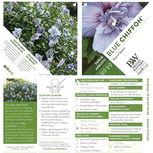 Proven Winner Blue Chiffon Hibiscus, 2 Gal