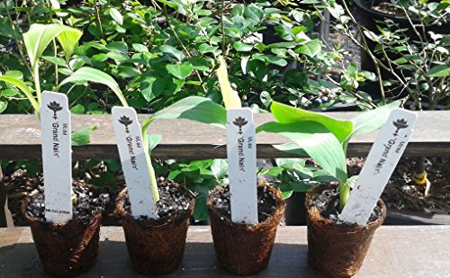 Banana Plants "Grand Nain" Includes Four (4) Plants