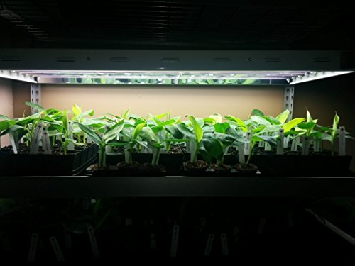 Banana Plants "Dwarf Cavendish" Includes Four (4) Plants
