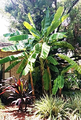 Banana Plants "Ice Cream" Includes Four (4) Plants