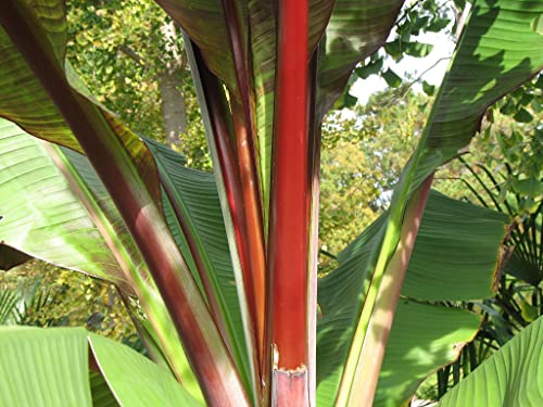 Red Abyssinian Banana Tree - 3 Live Plants