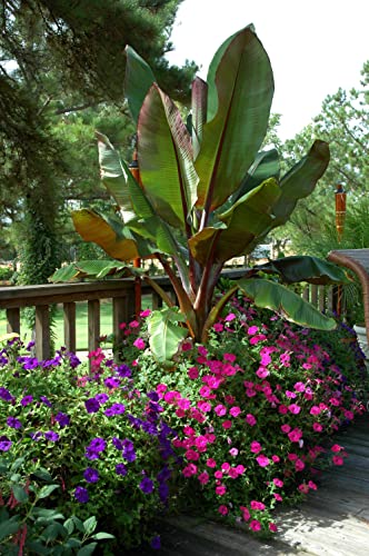 Red Abyssinian Banana Tree - 3 Live Plants