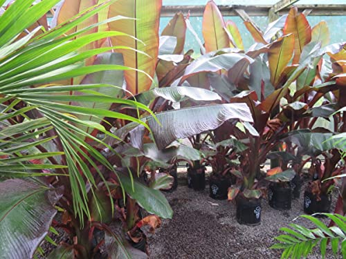 Red Abyssinian Banana Tree - 3 Live Plants