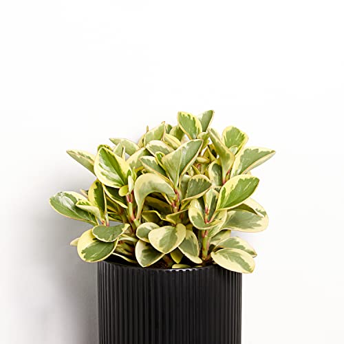 Pet-Friendly Peperomia in Black Fluted Pot