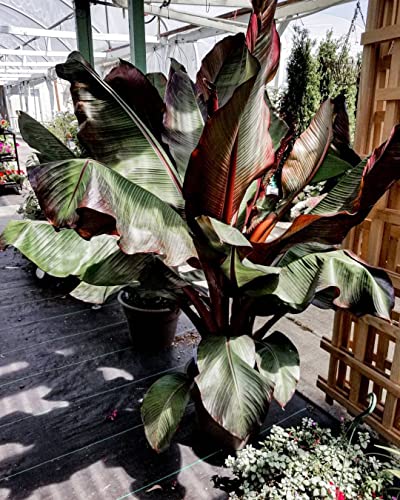 Red Abyssinian Banana Tree - 3 Live Plants