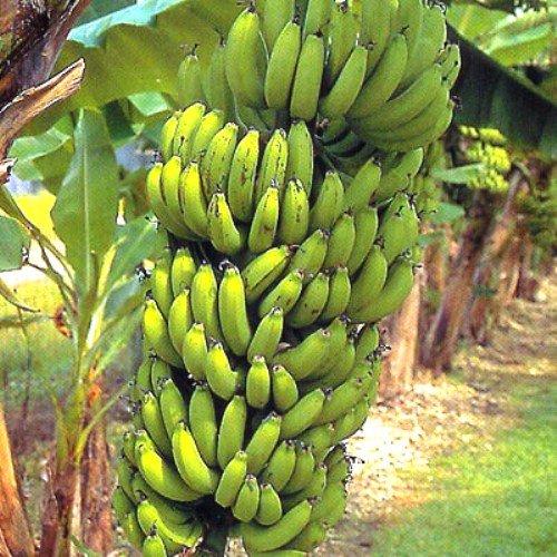 Banana Plants "Grand Nain" Includes Four (4) Plants