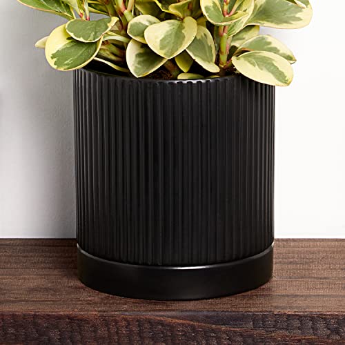 Pet-Friendly Peperomia in Black Fluted Pot