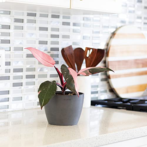 Pink Princess Marble Philodendron in White Pot - Rare Houseplant