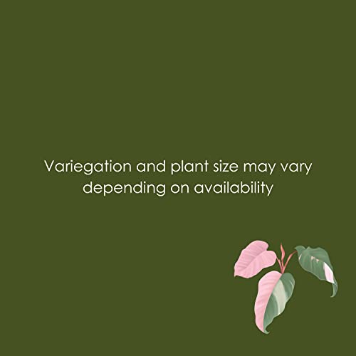 Pink Princess Marble Philodendron in White Pot - Rare Houseplant