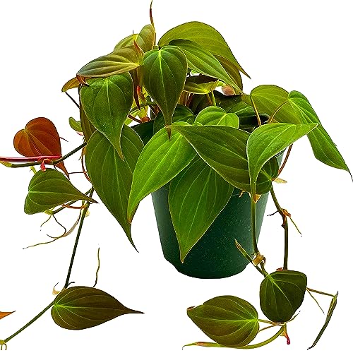 Philodendron Micans Hederaceum, 4 inch, Heart-Leaf Philo, Sweetheart Plant