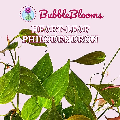 Philodendron Micans Hederaceum, 4 inch, Heart-Leaf Philo, Sweetheart Plant