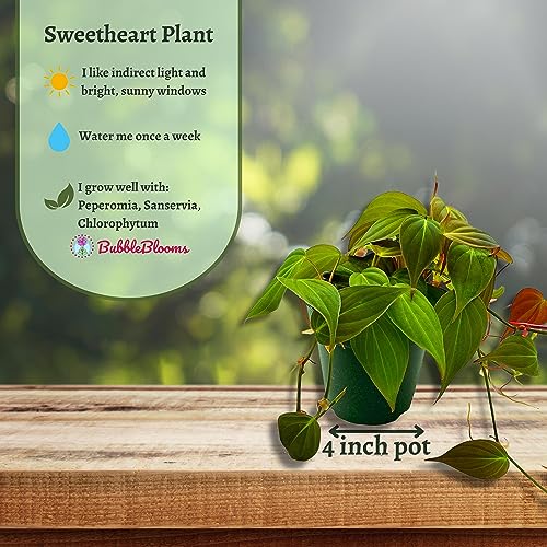 Philodendron Micans Hederaceum, 4 inch, Heart-Leaf Philo, Sweetheart Plant