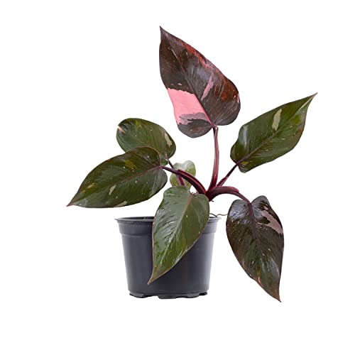 Pink Princess Marble Philodendron in White Pot - Rare Houseplant